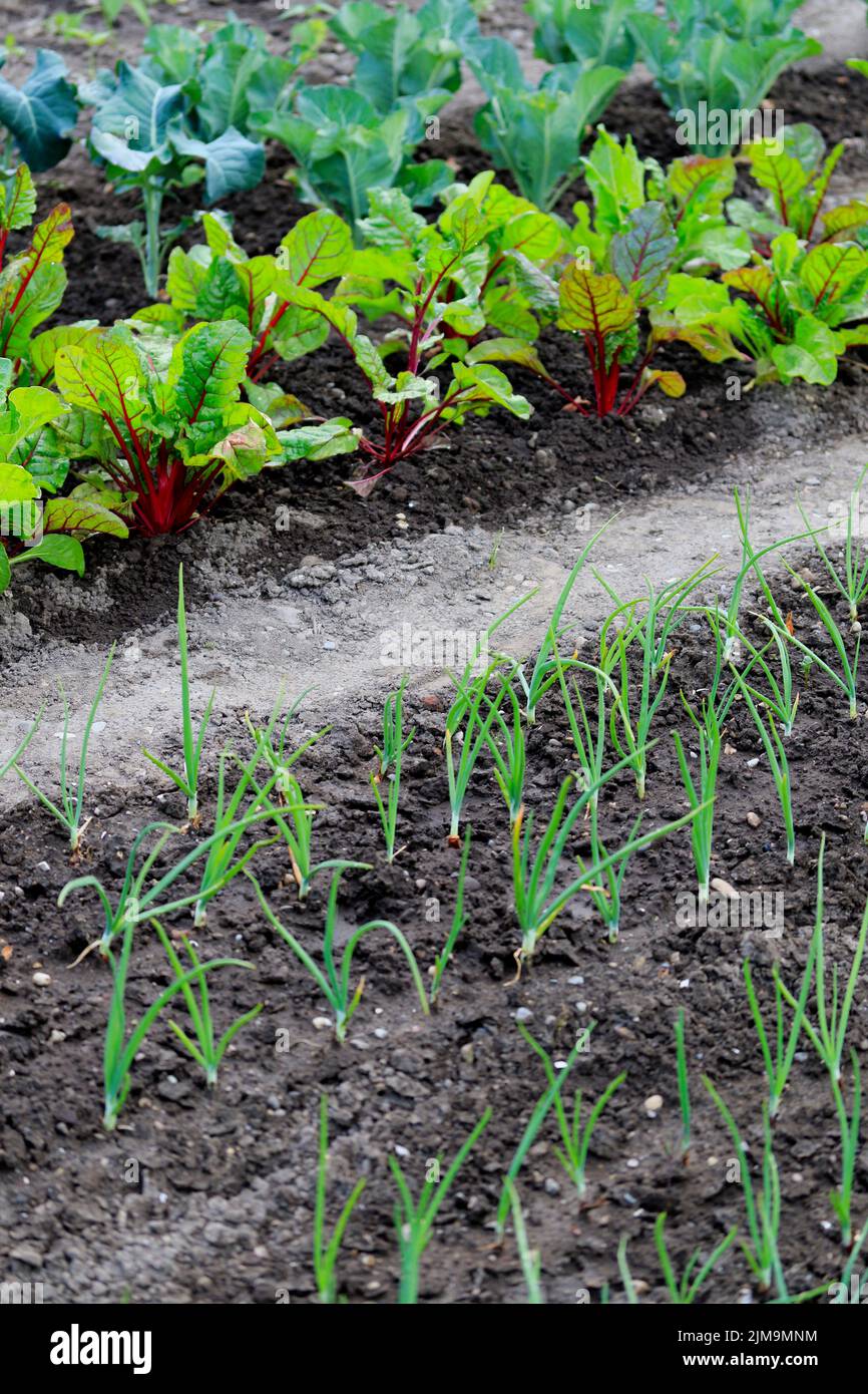 Typical cottage garden with vegetables Stock Photo Alamy
