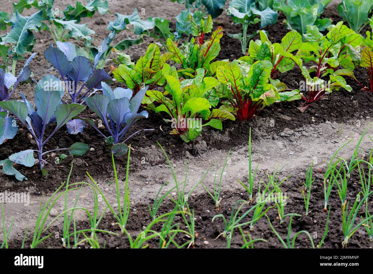 Typical cottage garden with vegetables Stock Photo Alamy