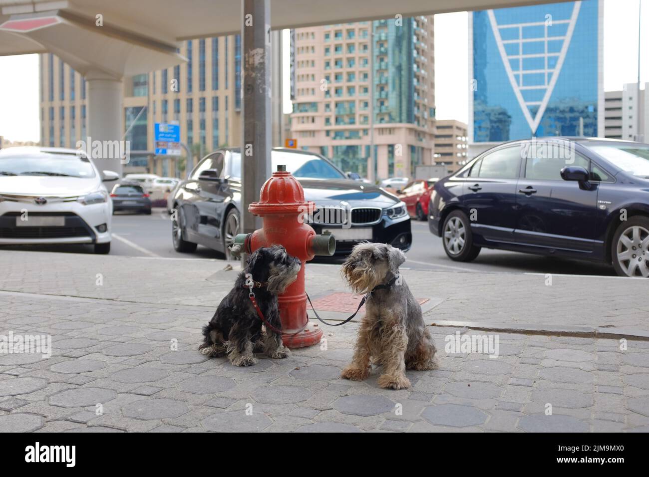 Two small furry pets, dogs on leash, tied to a red fire hydrant on a