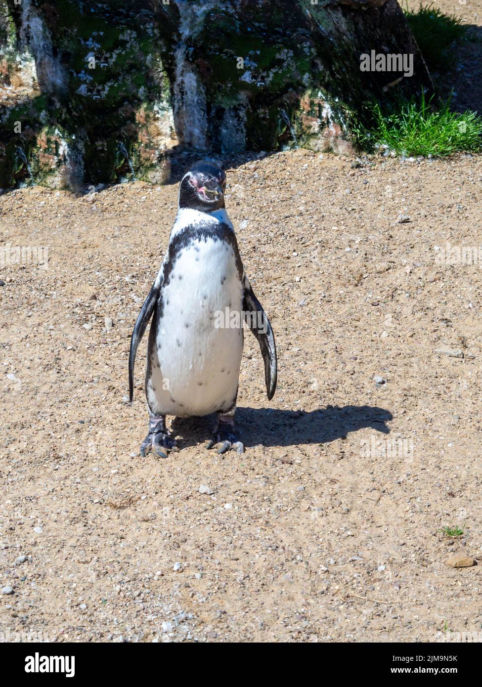 Humboldt penguin standing on the sandy ground, in the warm sunshine Stock Photo