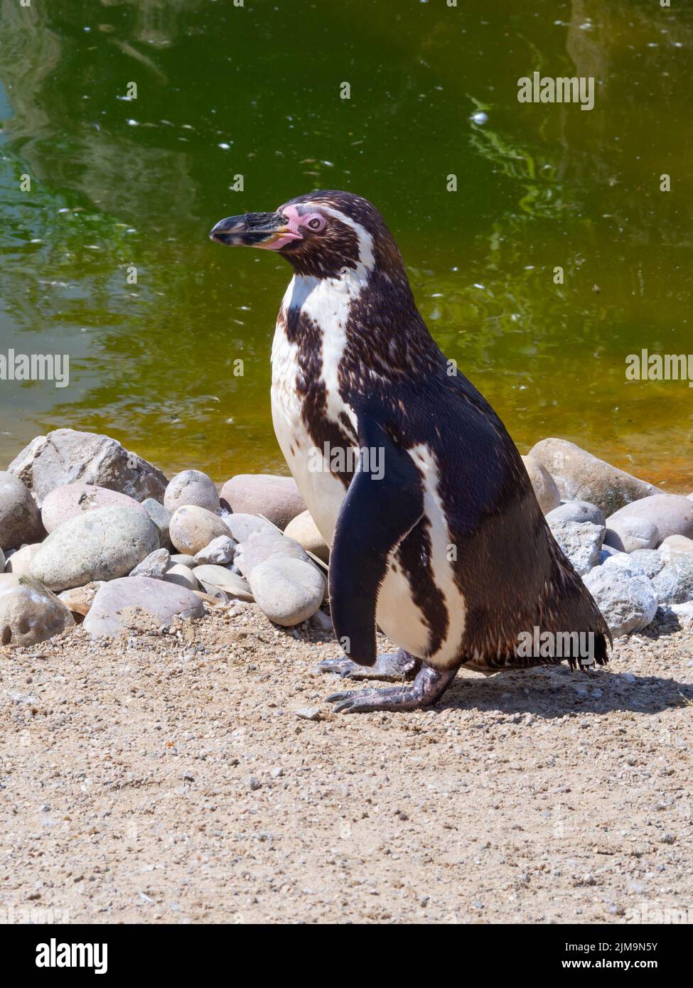 Humbolt Penguin looking to the left in profile with a pool in the background Stock Photo