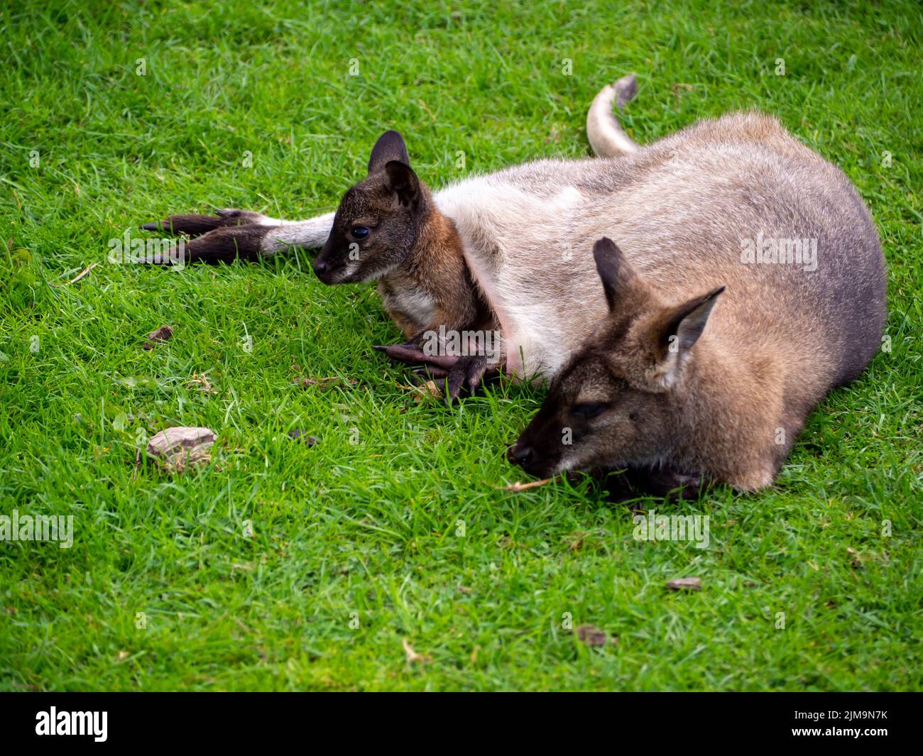 Mother and baby Wallaby, baby is too big to be in the pouch but is still using it Stock Photo