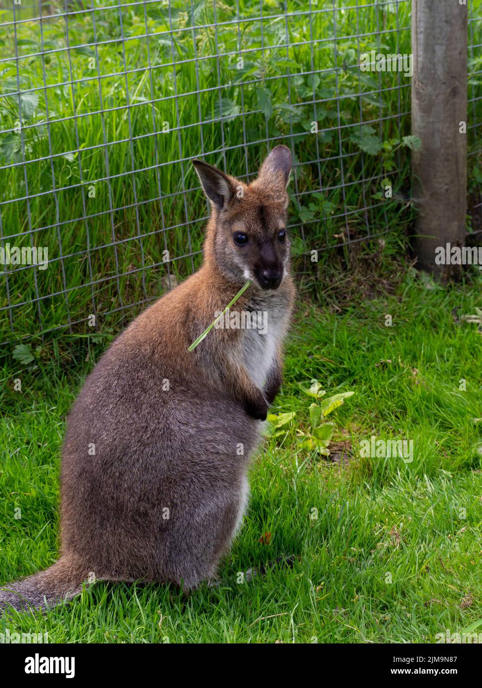 Young wallaby chomping on a long piece of grass which is sticking out