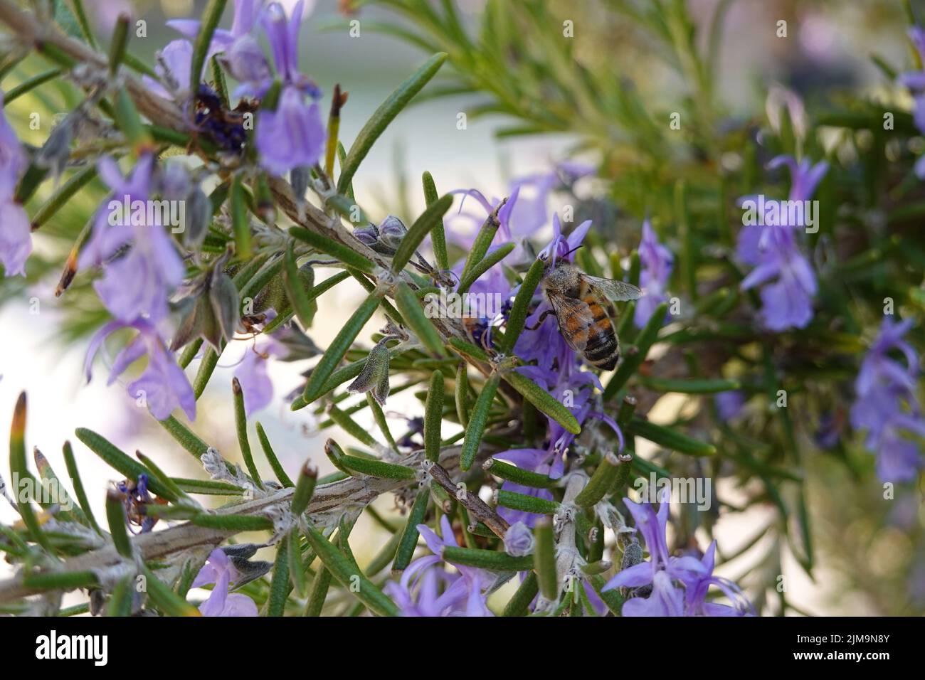 Flowers and nature Stock Photo - Alamy