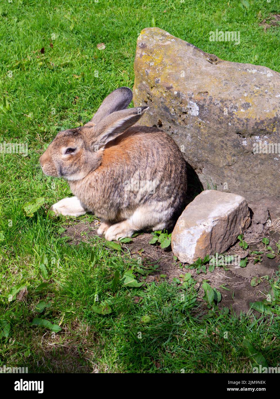Flemish Giant Rabbit Stock Photo