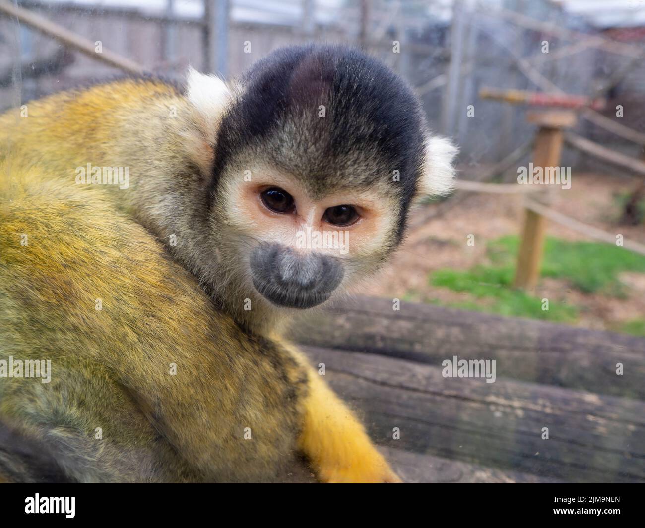 Squirrel Monkey looking directly out to see who is looking in. Stock Photo