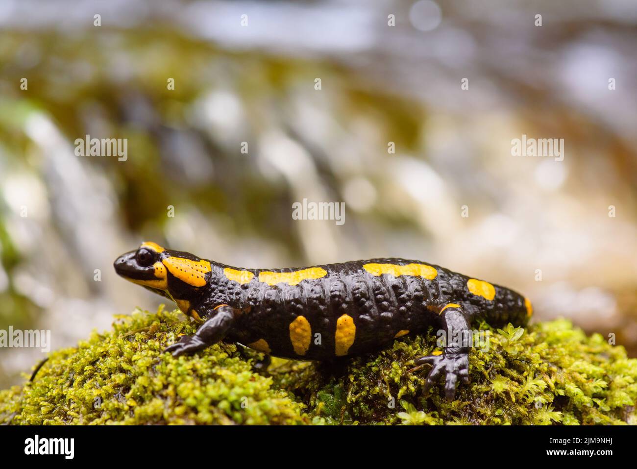 Amphibia amphibian fire salamander piggable frog y hires stock