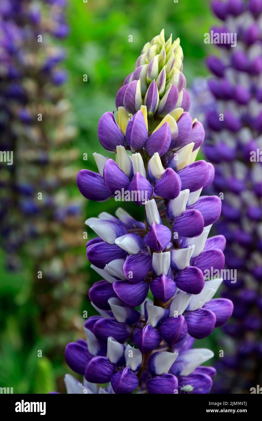 Lupinus polyphyllus Kastellan. Lupin Stock Photo Alamy