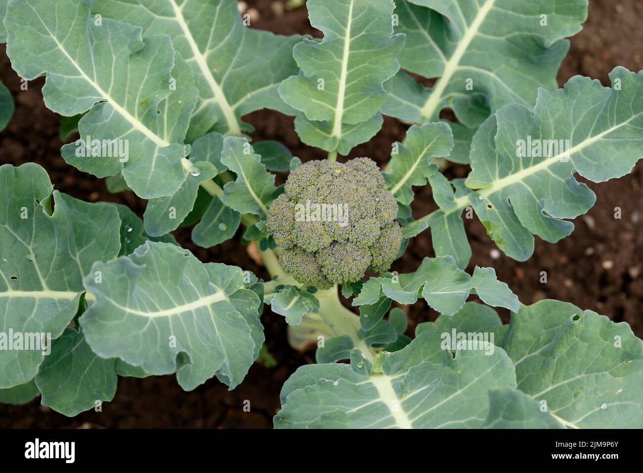 Brassica oleracea. Broccoli Stock Photo Alamy