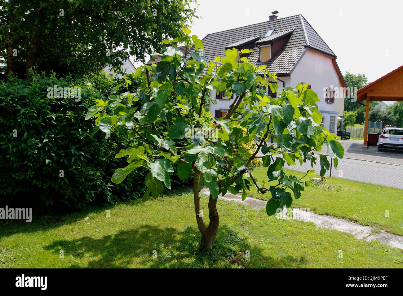 Ficus carica, Fig tree Stock Photo - Alamy