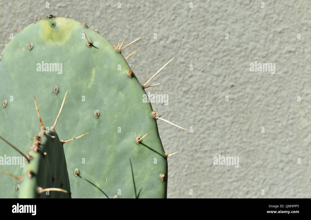 cactus under the sun with wall in background Stock Photo