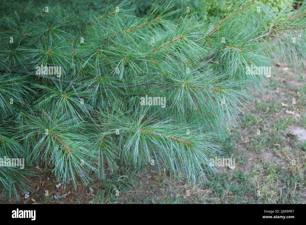 Beautiful pine branches long needles hi-res stock photography and ...
