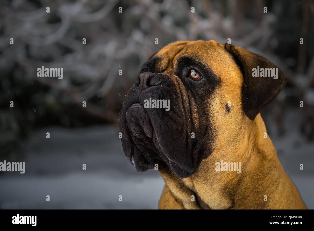 CLOSE UP PORTRAIT OF A LARGE BULLMASTIFF LOOKING LEFT AND UP IN THE PHOTO WITH A BEAUTIFUL EYE AND A LIGHT BLURRED OUT BACKGROUND ON MERCE Stock Photo