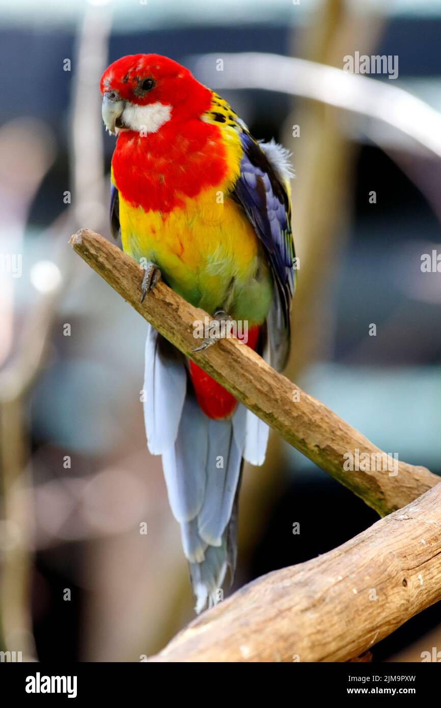 Pennant rosella hi-res stock photography and images - Alamy
