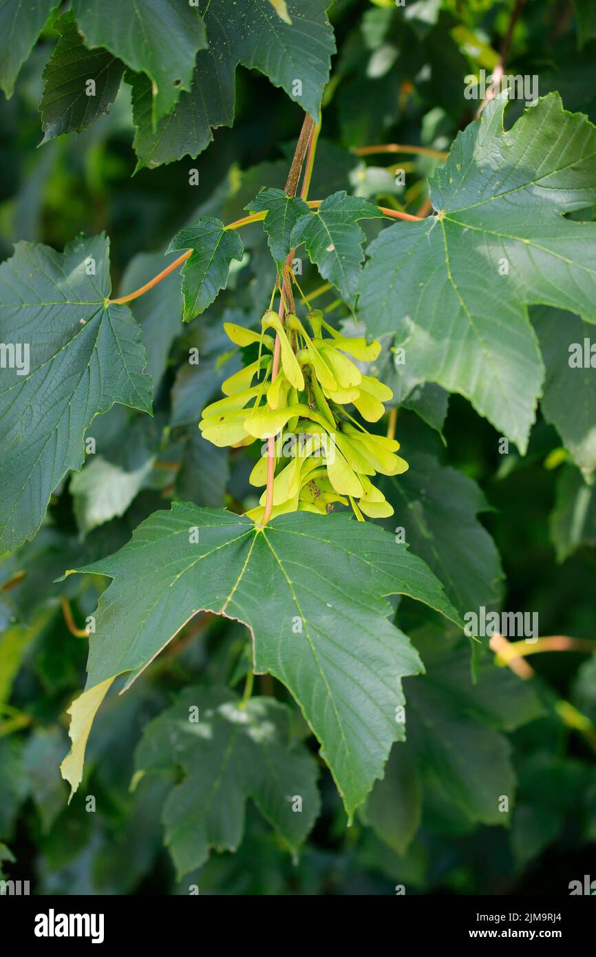 Sycamore maple. Acer pseudoplatanus, leaves and fruits. Stock Photo