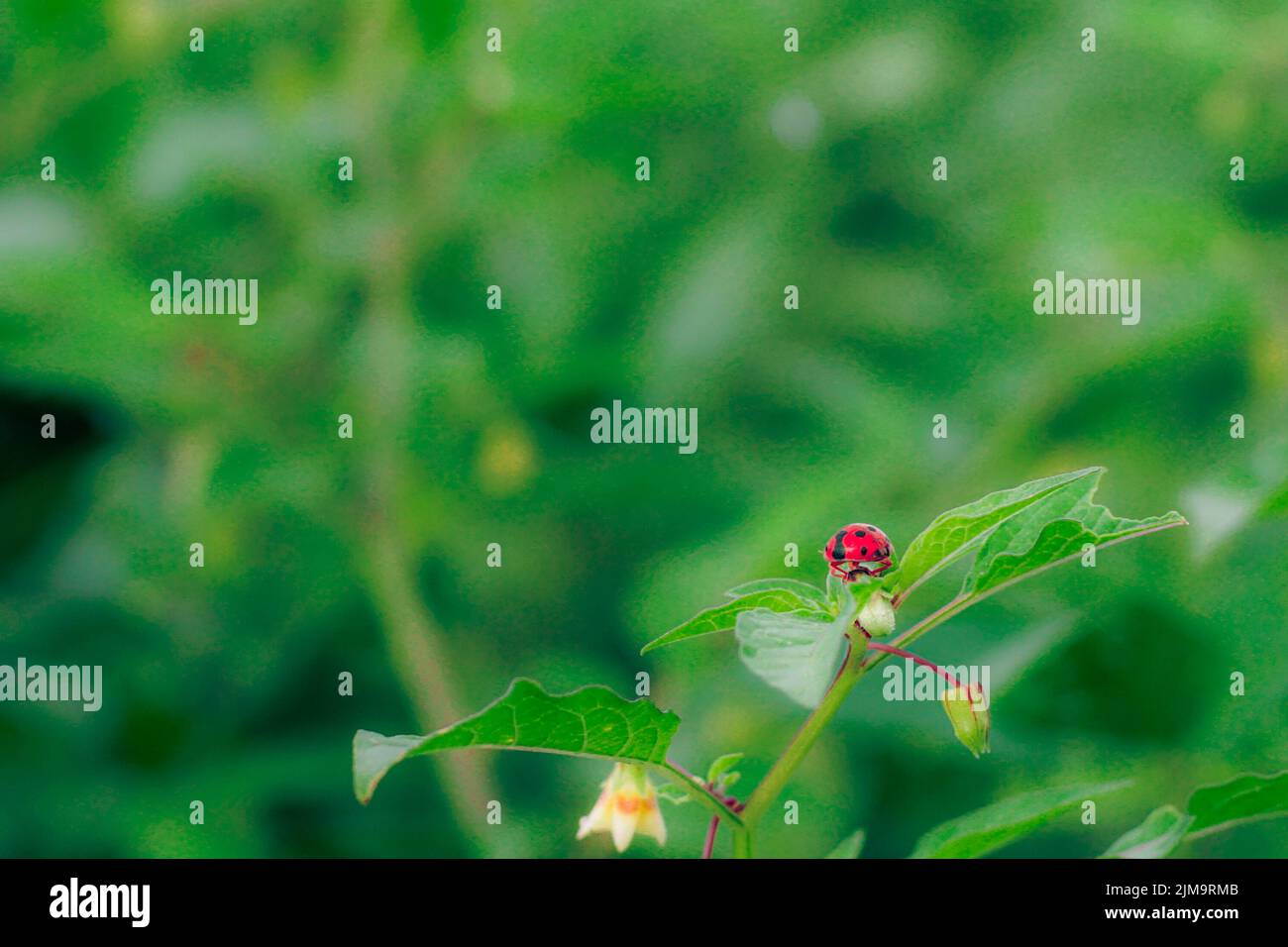 A close-up shot of a small red ladybug sitting on a tree leaf, on a blurry background Stock Photo