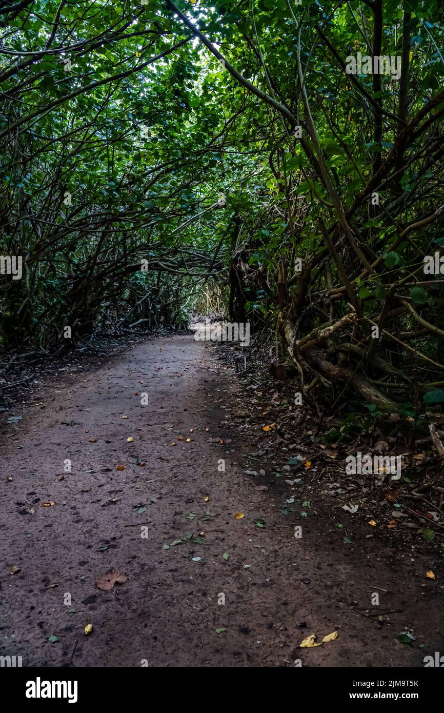 A hiking path through a tree tunnel, Haena State Park, Na Pali Coast