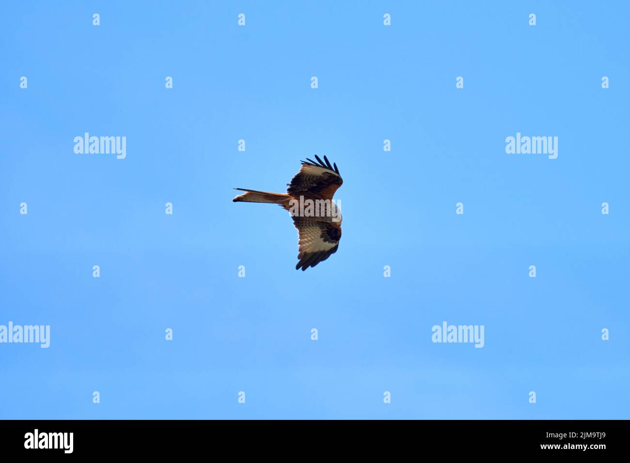 A beautiful majestic red kite bird with open wings hunting for prey under the blue sky. Stock Photo