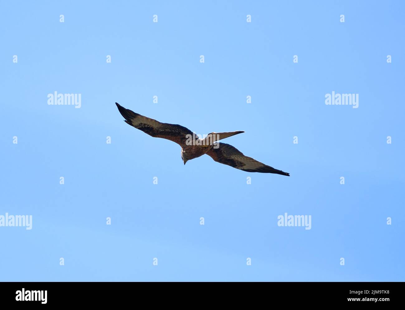 A beautiful majestic red kite bird with open wings hunting for prey under the blue sky. Stock Photo