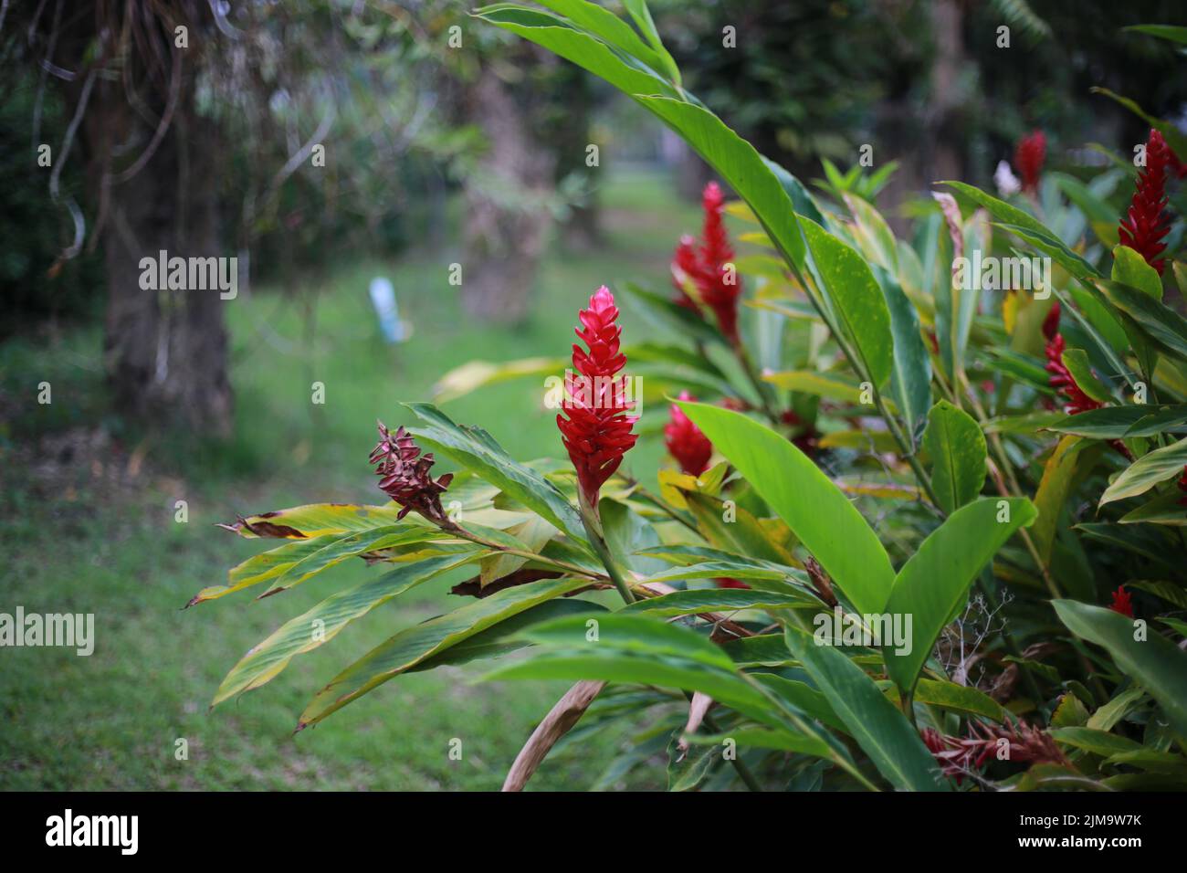 A shallow focus shot of red gingers with green leaves in daylight in a garden Stock Photo