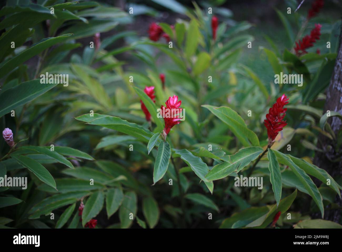 A shallow focus shot of red gingers with green leaves in daylight in a garden Stock Photo