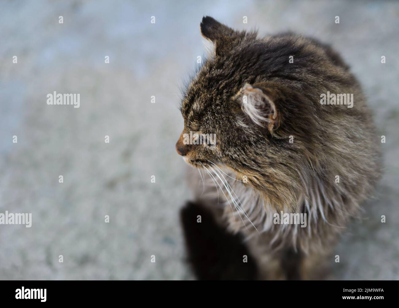 unruffled wild cat. Sitting and look away Stock Photo