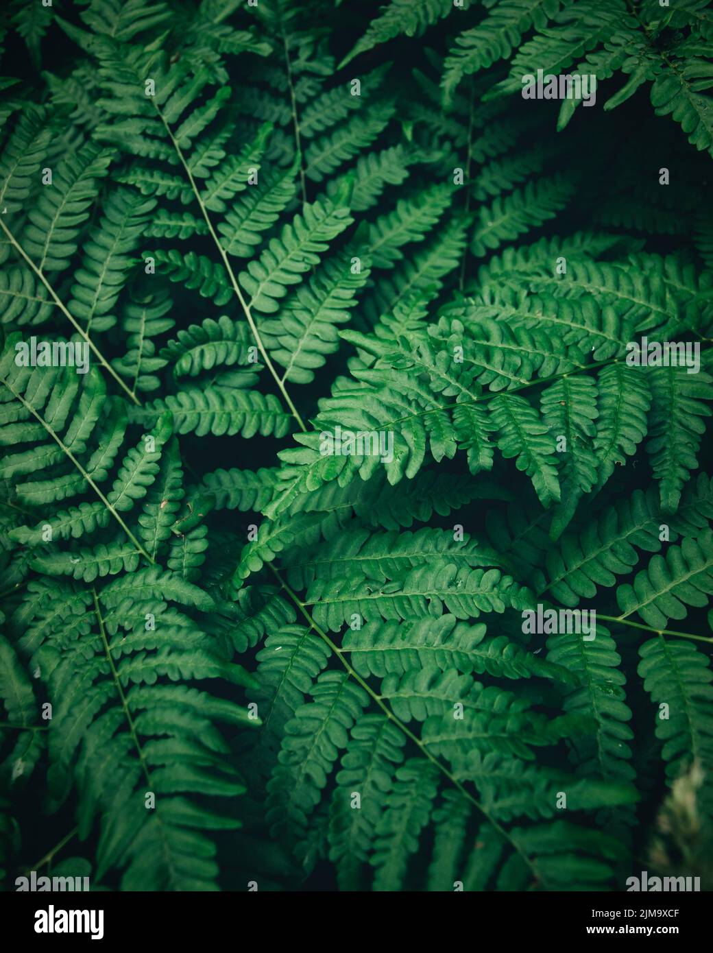 Green fresh fern leaves hi-res stock photography and images - Alamy