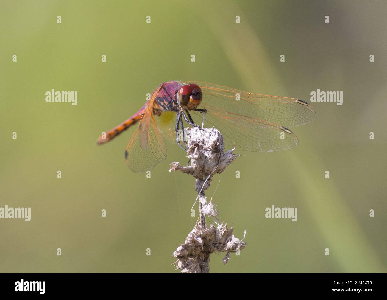 A closeup of Violet dropwing on a plant with a green blurred background Stock Photo