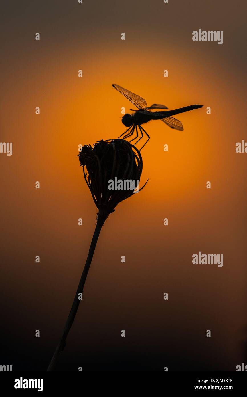 A silhouette image of a dragonfly against the sunrise , Camargue, France Stock Photo