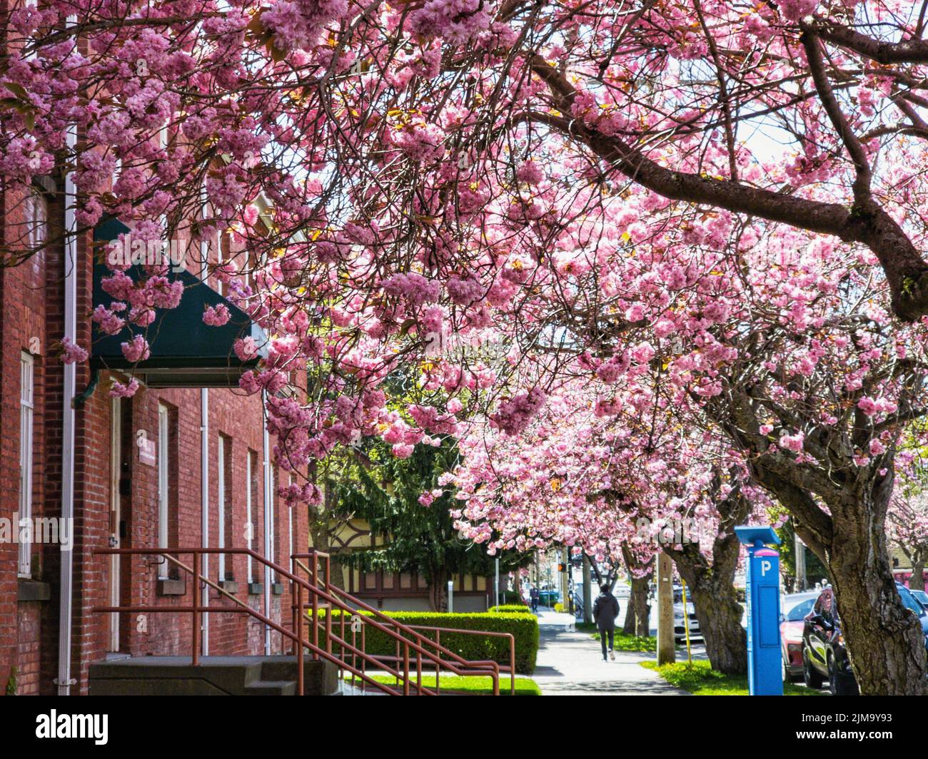 The pink flowering trees on the side of the road Stock Photo Alamy