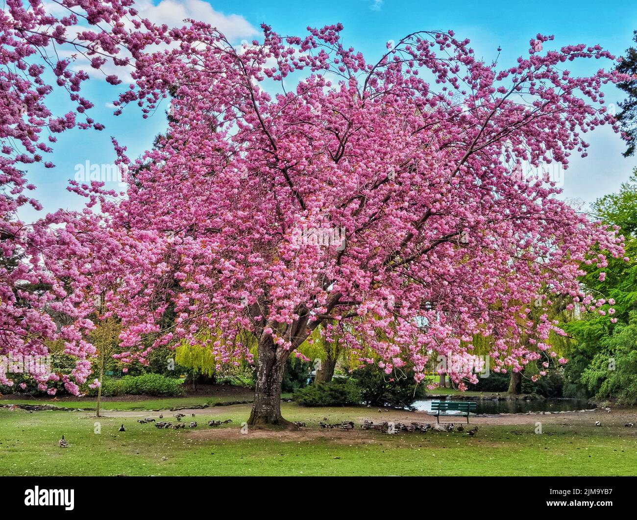 A pink flowering tree in the park near the lake with birds in the shade