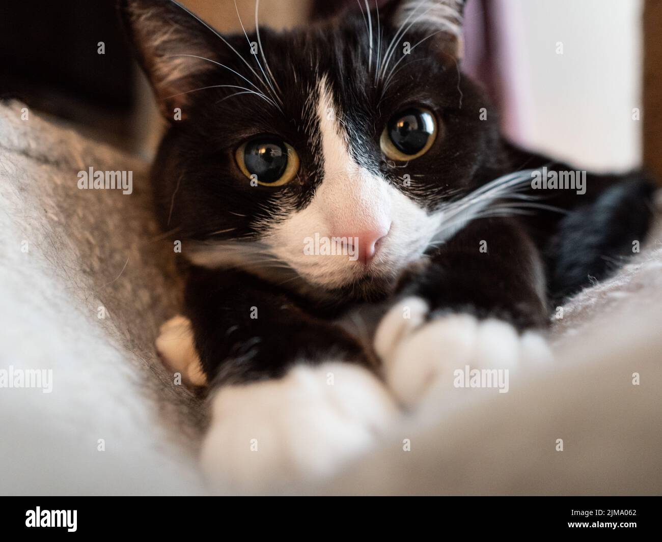 A portrait of a cute black and white cat lying on a blanket Stock Photo ...