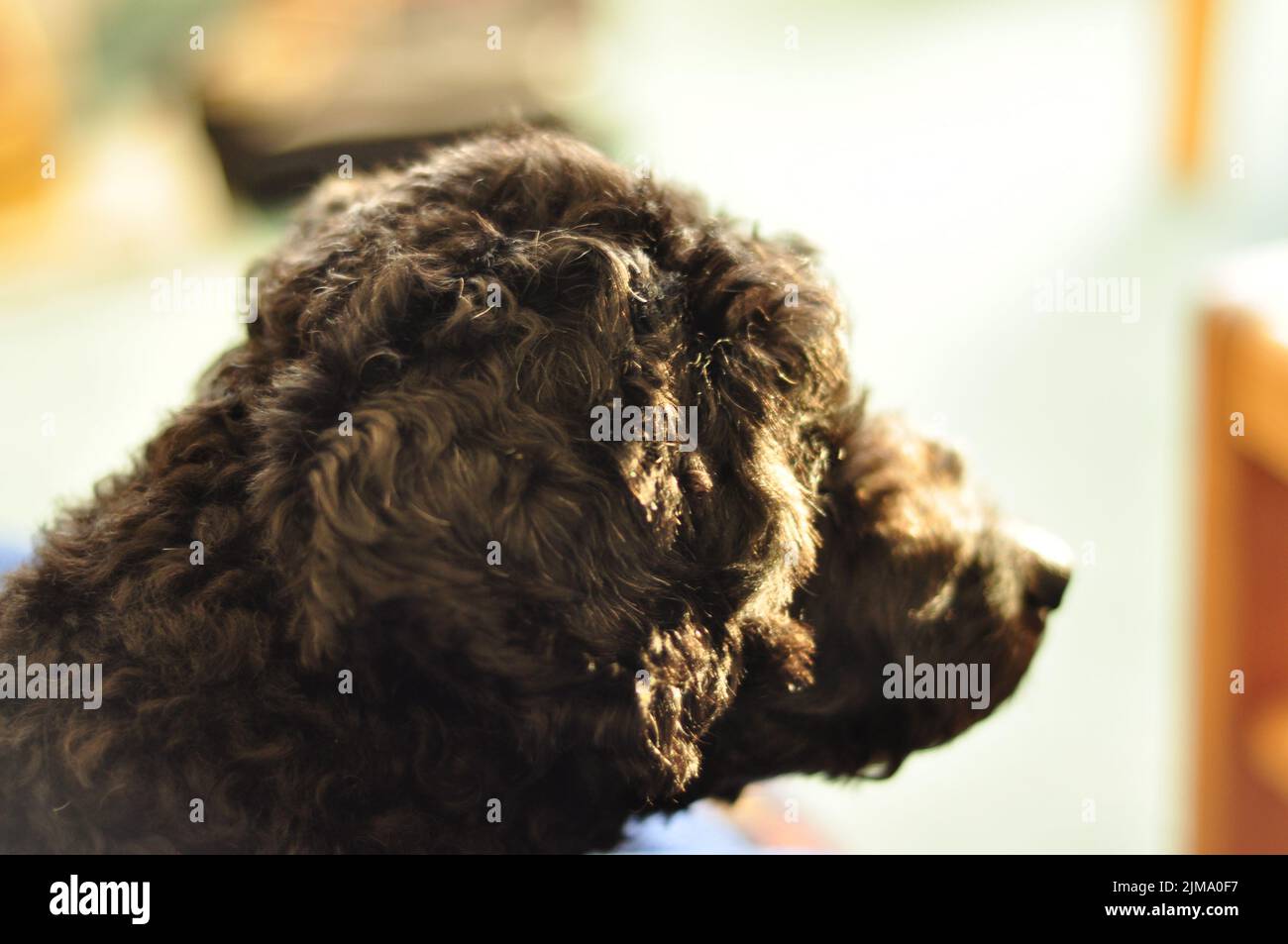 Specialisere Sandsynligvis Uluru Dachshund poodle mix hi-res stock photography and images - Alamy