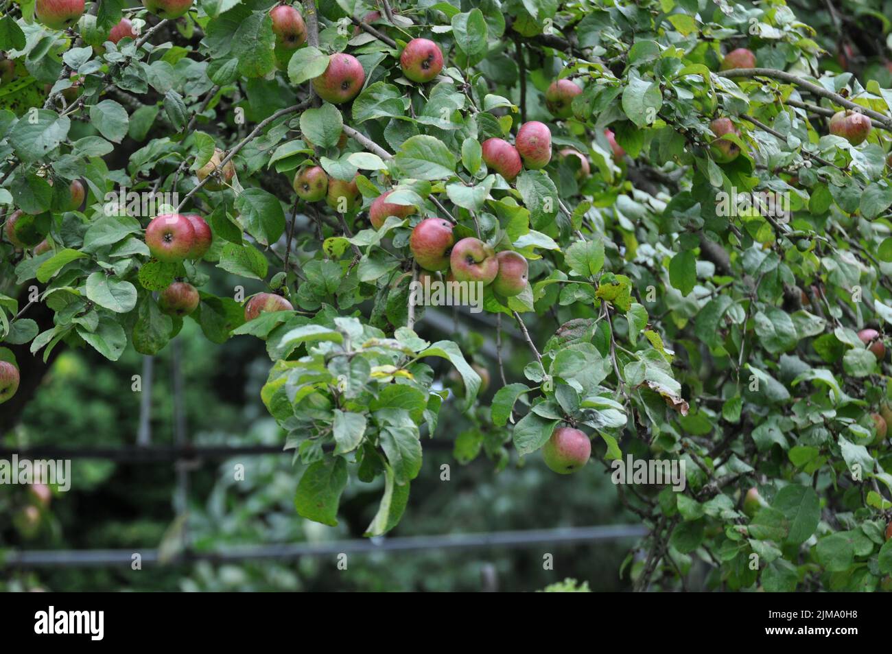 An old variety apple tree in a German country garden Stock Photo