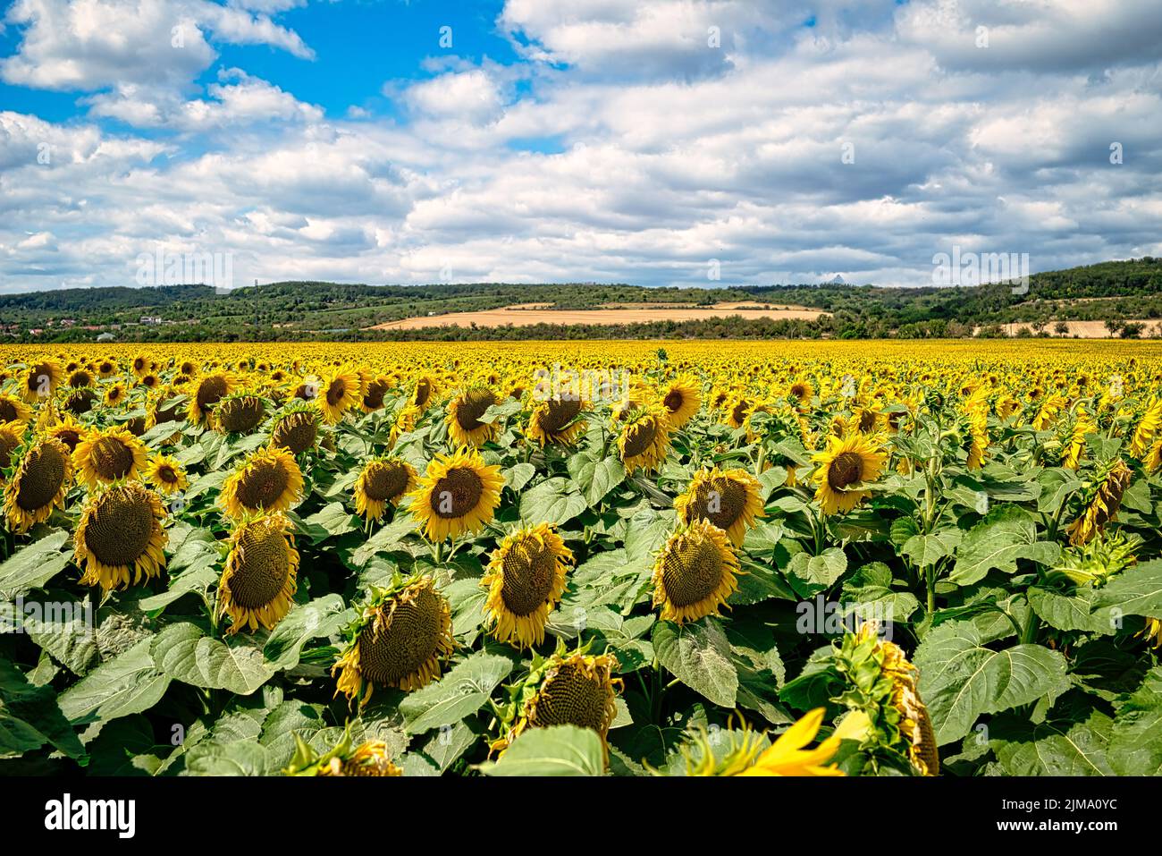 Sunflowers in a field in nice summer weather Stock Photo Alamy