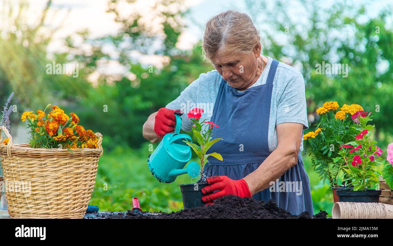 Senior woman is planting flowers in the garden. Selective focus. People ...