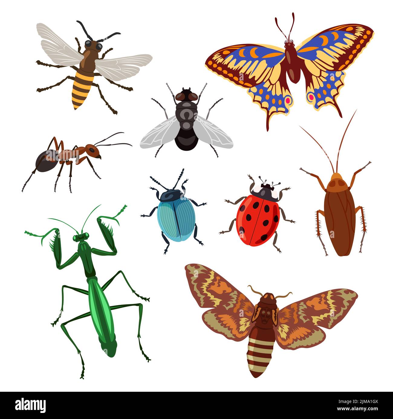 Realistic insects on white background cartoon illustration set. Lady bug, beetle, grub, cockroach, roach, ant, butterfly, bee and grasshopper. Agricul Stock Vector
