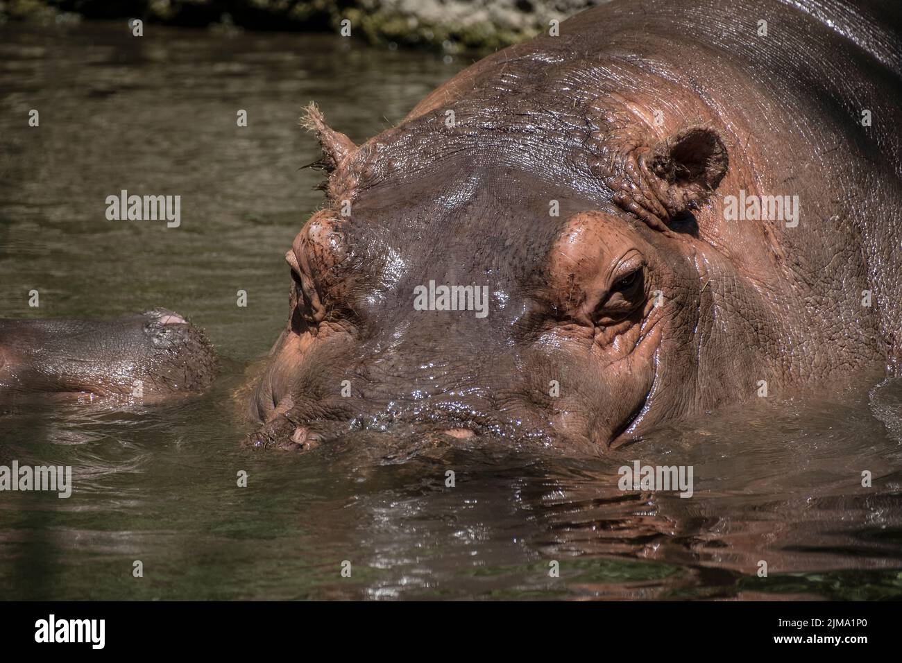 Secret life of animal zoo hi-res stock photography and images - Alamy