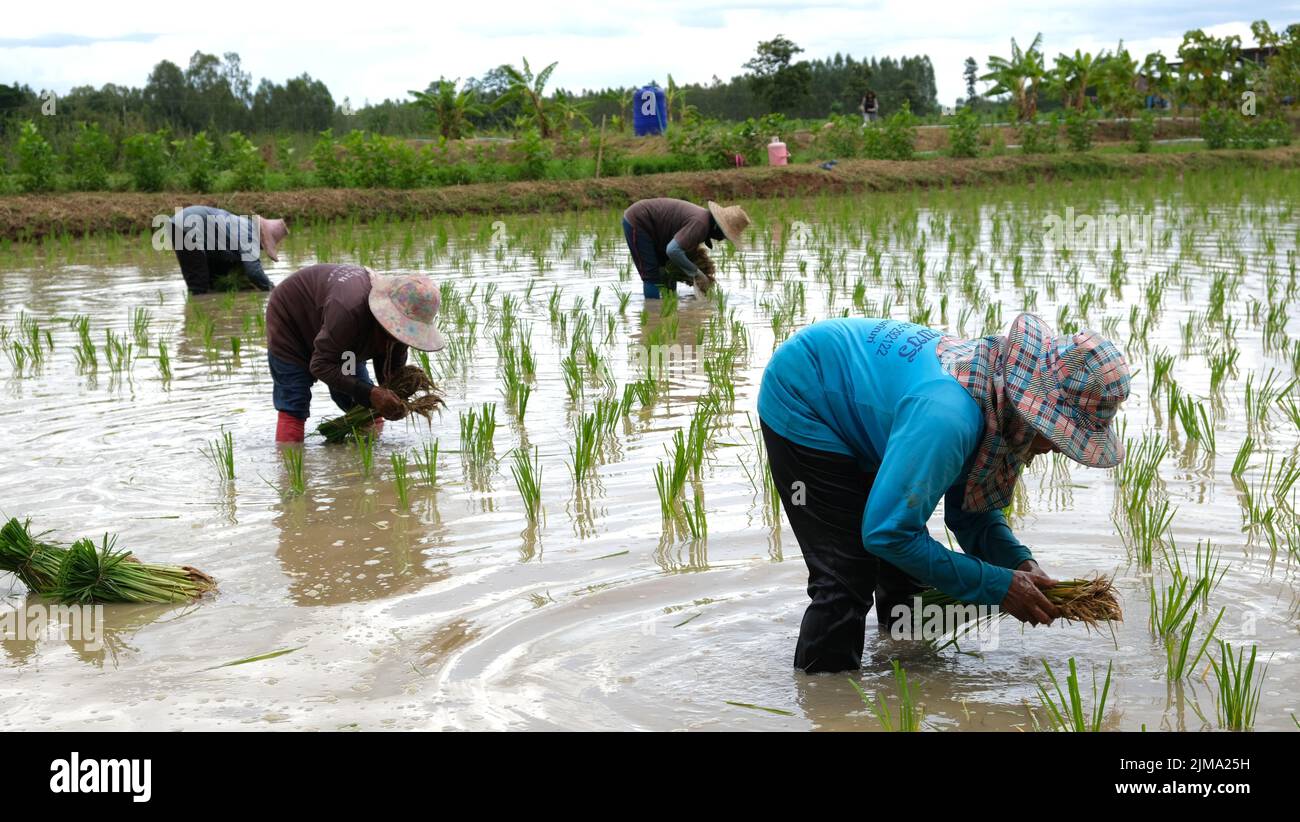 People work rice field hi-res stock photography and images - Alamy