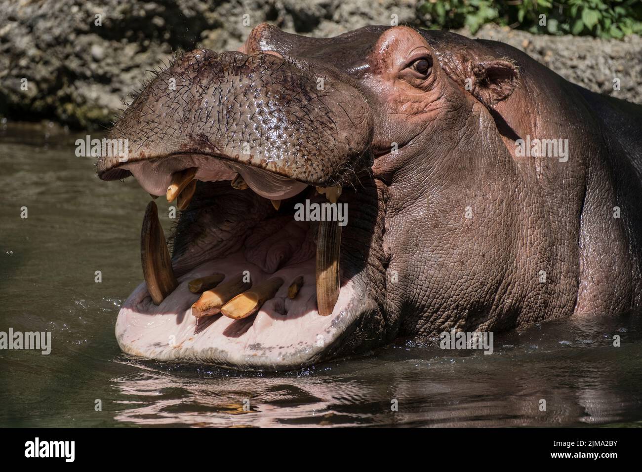 Secret life of animal zoo hi-res stock photography and images - Alamy