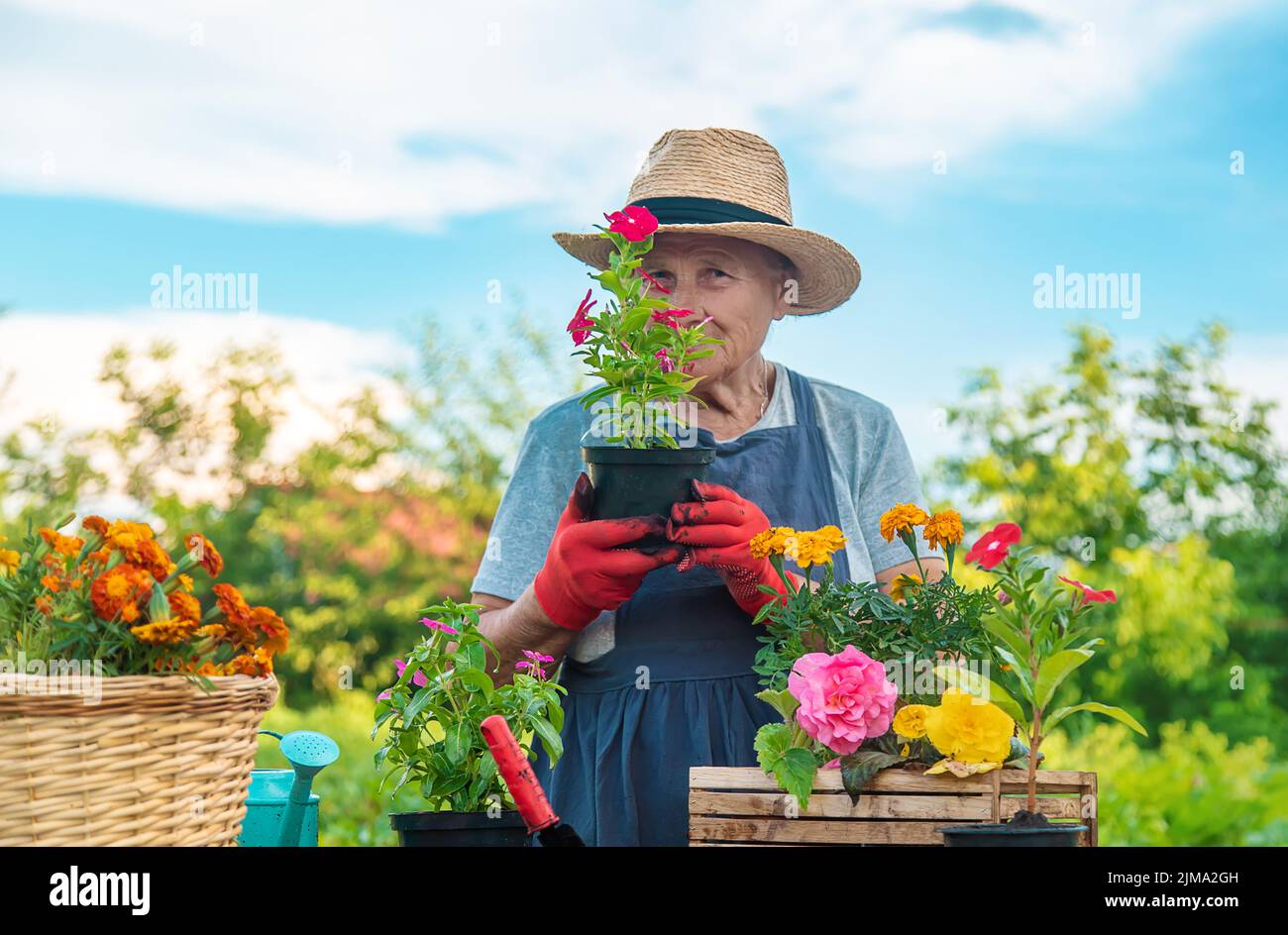 Senior woman is planting flowers in the garden. Selective focus. People ...