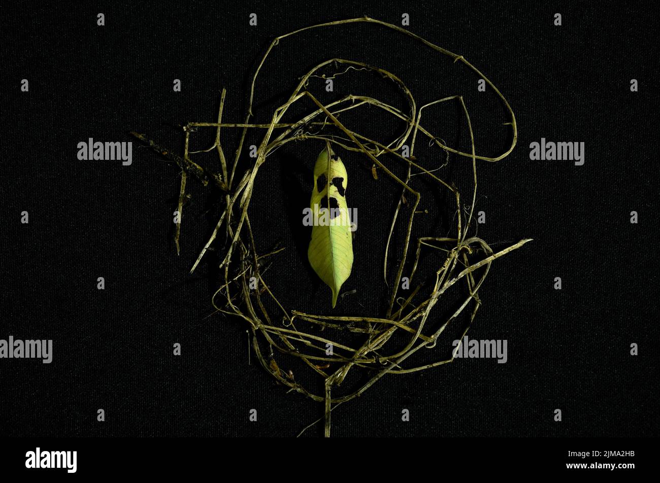 dry leaf decompose look like ghost face structure with grass circle on black background Stock Photo