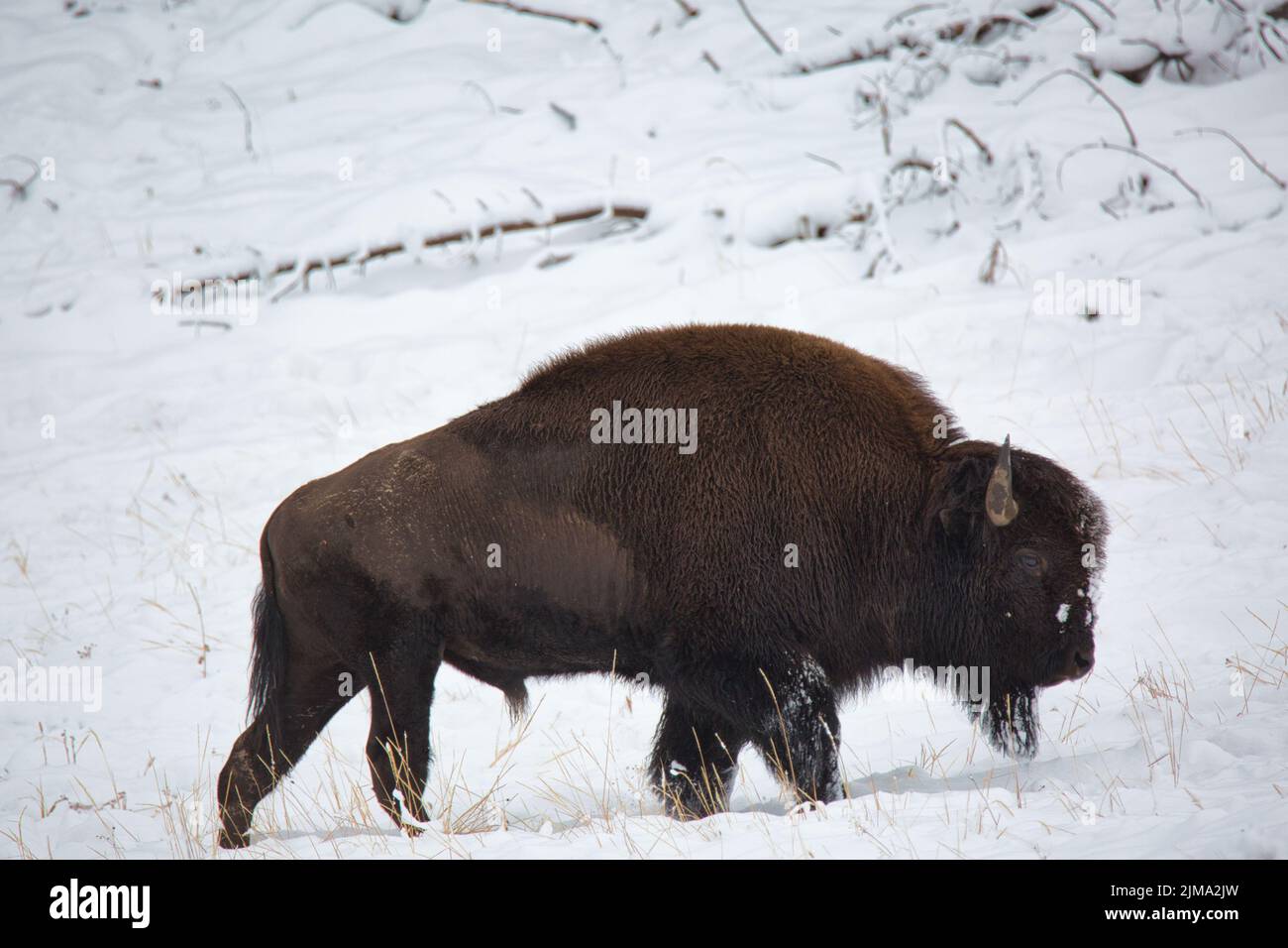 A bison walking along a snow-covered valley in Yellowstone National ...