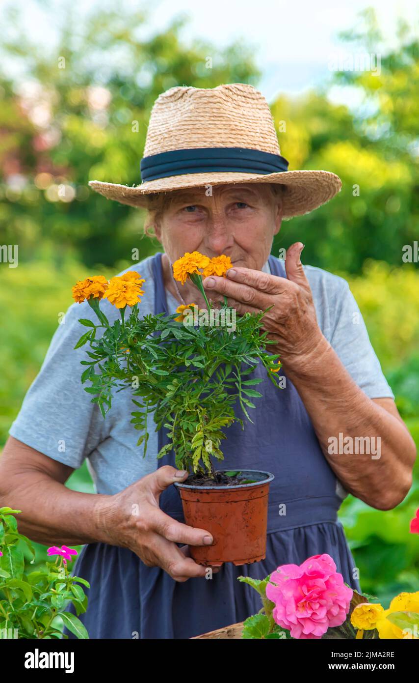 Senior woman is planting flowers in the garden. Selective focus. People ...