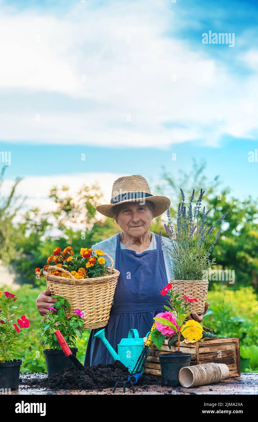 Senior woman is planting flowers in the garden. Selective focus. People ...