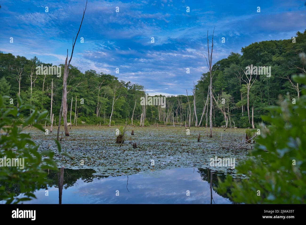 A breathtaking view of a river flowing through the dense green forests