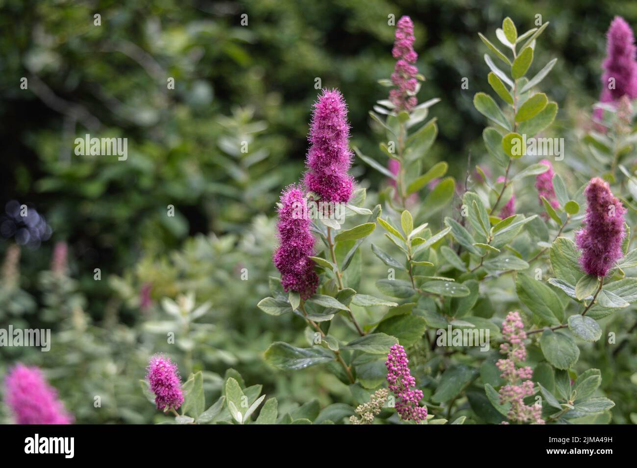 The purple flowers of blossoming spiraea salicifolia in the garden Stock Photo