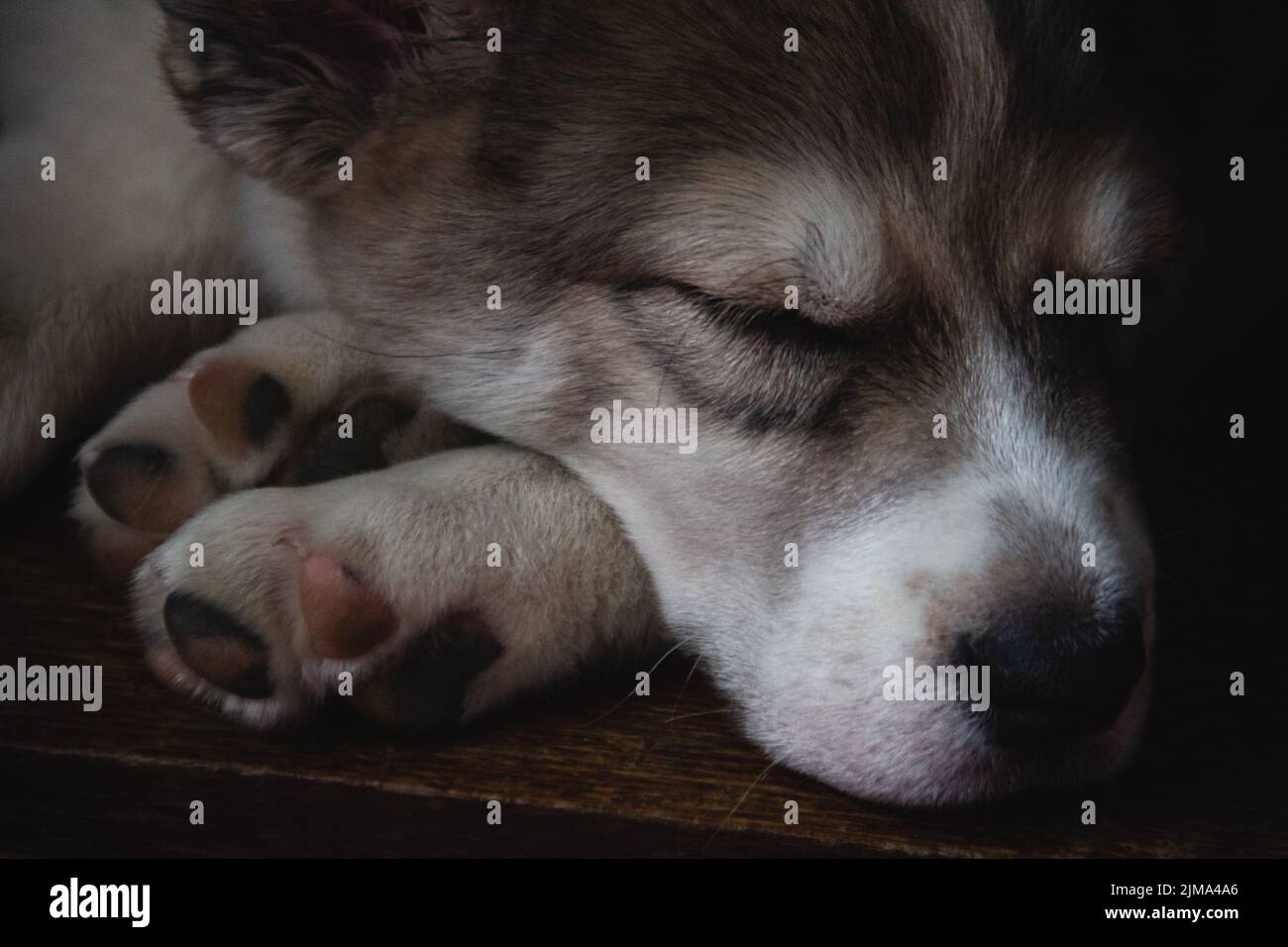 A close-up shot of a muzzle of a cute little Alabay dog Stock Photo