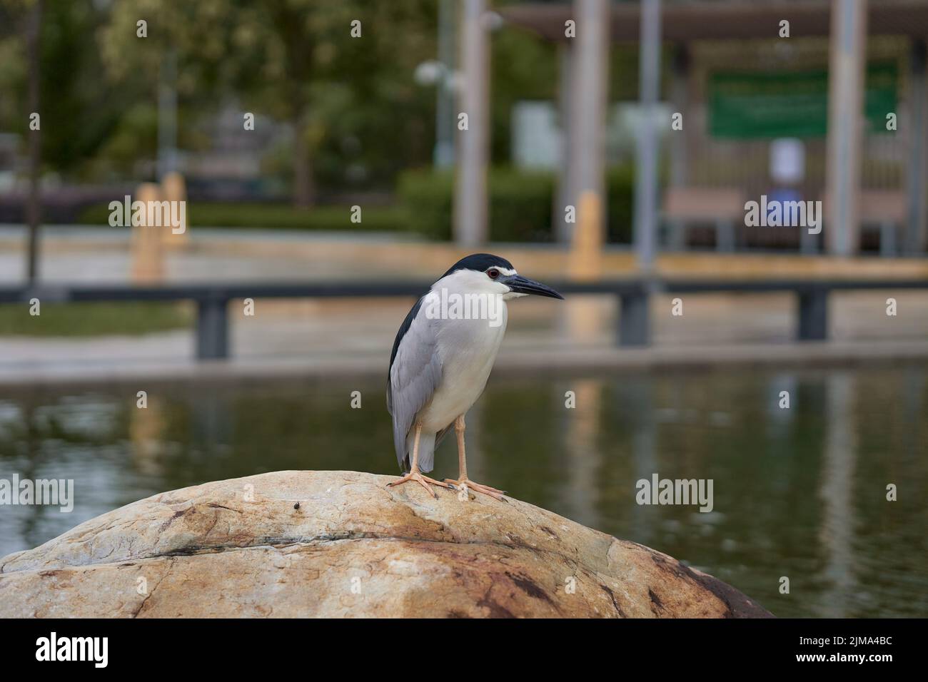 A black-crowned night heron (Nycticorax nycticorax) in a public park's