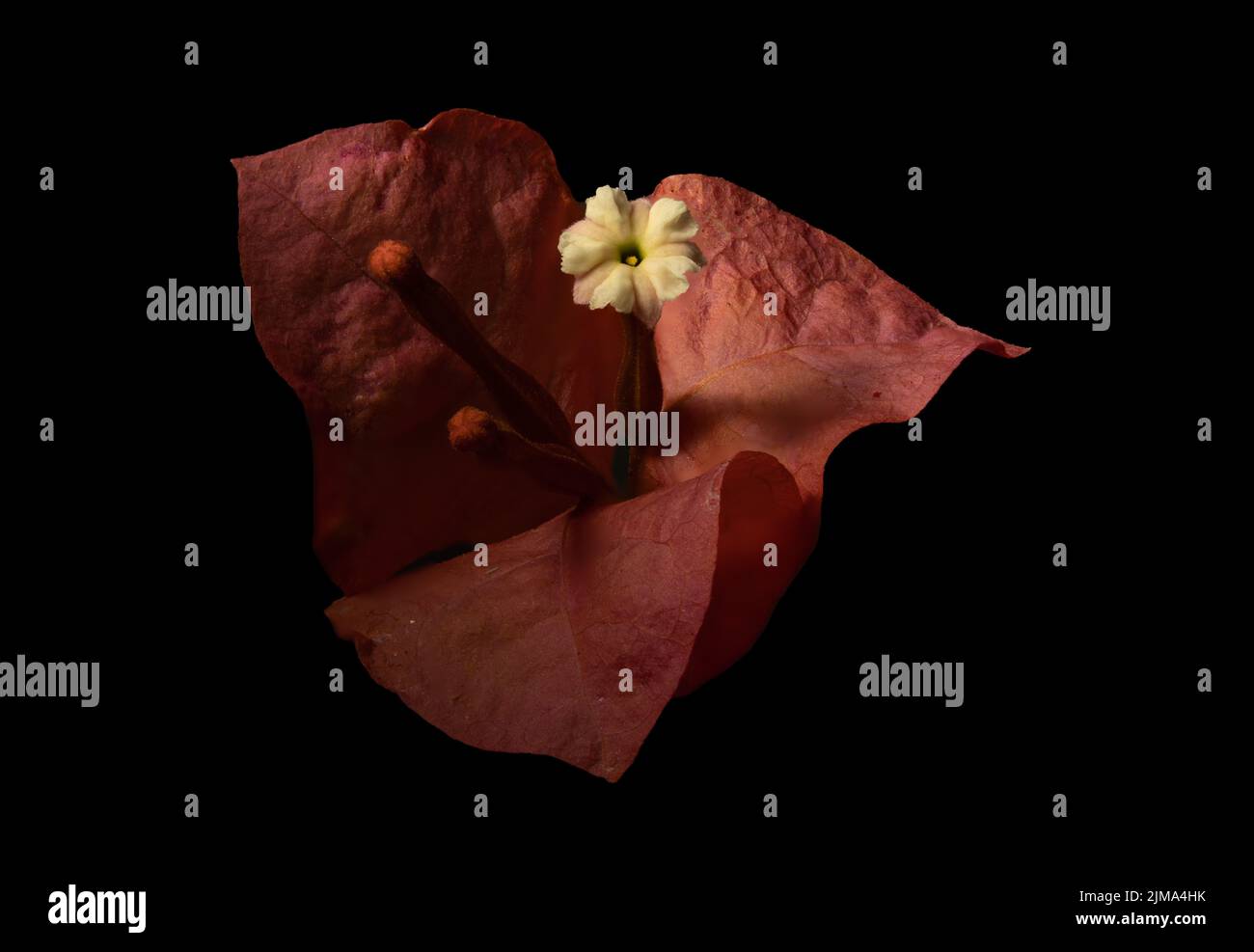 Set colourful plant illustration hi-res stock photography and images ...